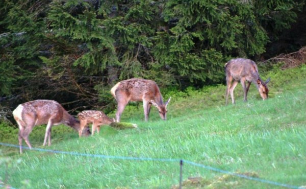 au-domaine-de-py-guest-house-le-valtin-photo-23